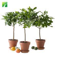 More acid in the fruit gives it a tartness. Hot Sale Ugli Fruit Grafted Seedling Citrus Reticulata Buy Ugli Fruit Seedling Ugli Fruit Grafted Seedling Citrus Reticulata Product On Alibaba Com