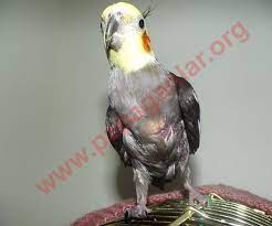 papaganlar adli kullanicinin sultan papagani panosundaki pin hayvan papagan muhabbet kuslari
