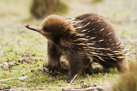 Pin By R And B International Travel On Australia Australian Native Animals Australian Animals Echidna