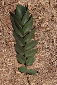 Image result for Centrolobium robustum