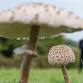Fungi Foray - Coulsdon Common event image