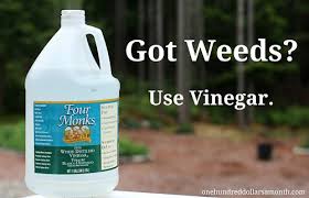 Gardening Tips And Tricks Vinegar As A Natural Weed Killer One Hundred Dollars A Month