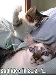 And My Cat By Greatergood I Regret Nothing Facebook