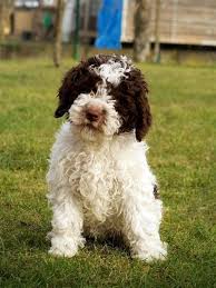 Puppies available from best italian bloodlines. 500 Lagotto Romagnolo Dogs Ideas In 2021 Lagotto Romagnolo Dogs Water Dog