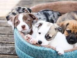 Missed connections craigslist louisiana | louisiana encounter. Revealed 11 Simple Ways To Get Free Puppies Thegoodypet