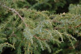 Image result for Juniperus