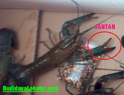 Dalam 10 cara budidaya udan lobster air tawar di aquarium dengan murah dan praktis, pemberian pakan yang baik dan bergizi juga merupakan hal yang penting seperti teknik budidaya pembesaran ikan konsumsi. Cara Mudah Bedakan Lobster Air Tawar Jantan Dan Betina Serbakuis Media