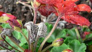 Although numerous troublesome pathogens exist, botrytis cinerea often causes the most serious losses in strawberries. Complete Guide To Botrytis Gray Mold Pest Prophet Blog