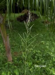 Image result for Lipocarpha chinensis