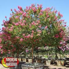 Crepe myrtle flowers vary from. Miami Crape Myrtle Flowering Trees Moon Valley Nurseries