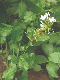 Image result for Plumbago zeylanica