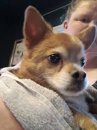 HE IS WITH A FOSTER FOR NOW —- I know this is not a lost dog post, but this  pup is in dire need of saving!! She said he's in White Mills,