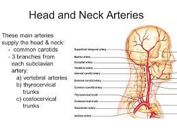 Carotid artery , one of several arteries that supply blood to the head and neck. Anatomy Of The Circulatory System Vascular System Arteries Of Head And Neck Science Online