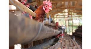 Ayam petelur terbagi atas beberapa jenis, yang membedakan dari beberapa jenis tersebut adalah kualitas ayam serta banyaknya jumlah produktifitas telur. Bibit Ayam Petelur Tasikmalaya Bibit Taman