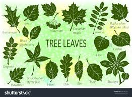 Pictograms Tree Leaves Dogrose Oak Iberian Oak Maple