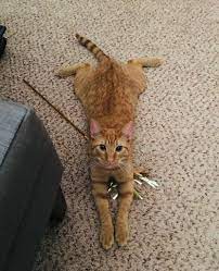Does Your Cat Sploot Here S Why Your Feline Likes Sitting Like A Frog Cole Marmalade