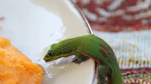 The gold dust day gecko is a diurnal gecko that lives in northern madagascar. Madagascar Gold Dust Day Gecko Eating Mango Kona Hawaii Youtube