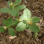 Image result for Polygala arenaria