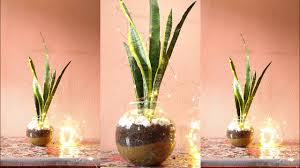 Maybe you would like to learn more about one of these? Grow Snake Plant In Fish Bowl Snake Plant Indoor Decoration Ideas Youtube