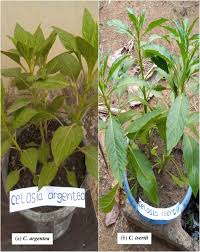 Image result for Celosia isertii
