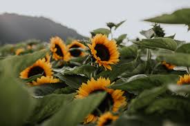 See more ideas about orange flowers, flowers, orange. History Of The Sunflower Chilliwack Sunflower Festival