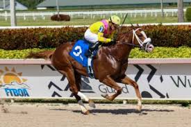 Free daily picks from gulfstream park, one of usa's most popular race tracks, located in florida. Free Gulfstream Park Picks Archives Thoroughbred Racing Dudes