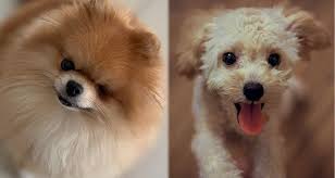 The pomeranian mix can have multiple purebred or mixed breed lineage. Pomapoo Pomeranian Toy Poodle Mix Info Pictures Facts Doggie Designer