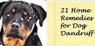 21 Home Remedies For Dog Dandruff Dog Dandruff Dogs Puppy Mom