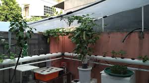Meski tidak bisa diletakkan di dalam ruangan, karena tanaman ini sangat membutuhkan sinar matahari. Jrhidroponik Bunga Matahari Sun Flower Menggunakan System Hidroponik Youtube