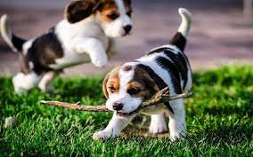 The current median price for all american foxhounds sold is $400.00. English Foxhound Puppies Behavior And Characteristics In Different Months Until One Year