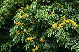 Image result for Pterocarpus indicus