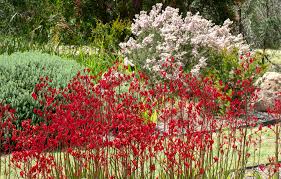 We did not find results for: Gardening With Native Plants Australian Plants Society