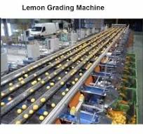 Lemon Grading Machine, Capacity: 100 Kg/hr