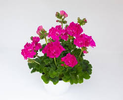 Image result for Pelargonium apetalum