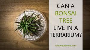 The only requirement is that the cactus soil is slightly adjusted to provide enhanced moisture and nutrition. Can A Bonsai Tree Live In A Terrarium