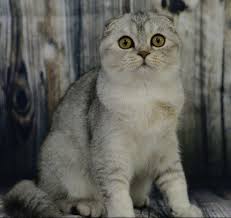 There's quite a compelling semblance between the scottish fold and the british shorthair that one is often mistaken for the other. Devinepaws Scottish Folds British Shorthairs Home