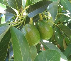 Avocado Growing Guide Edible East Bay