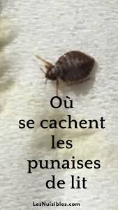 epingle sur les punaises de lit