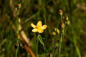 Image result for Hypericum lalandii