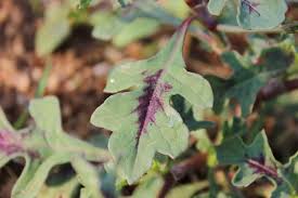 Image result for Oxygonum