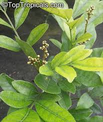 Image result for Deinbollia