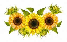 The stalk is thick, has a green color, grows upright, and is usually covered by a thin coat of hair. Premium Vector Yellow Sunflower Wild Flower And Eucalyptus Leaf On Dry Twig Bouquet Circle Wreath Frame Collection Flat Style