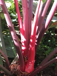 Well you're in luck, because here they come. Philodendron Rojo Congo Plant In 2x2x7 Pot Kens Philodendrons