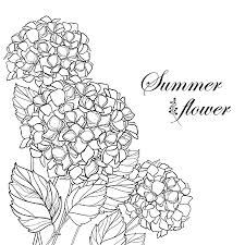 What you might not know is that it's possible to change the color of pink and blue varieties of hydrangeas by simply altering the ph level of your growing soil. 593 Black White Hydrangea Stock Vector Illustration And Royalty Free Black White Hydrangea Clipart