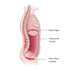 This article reviews the anatomical and functional information of the gastrocnemius muscle, its. Your Pelvic Floor Muscles Why You Should Care Our Fit Family Life