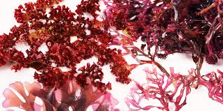 Pave the way towards a healthier you with these organic sea moss capsules! Irish Sea Moss Benefits Should You Try It An Expert Weighs In