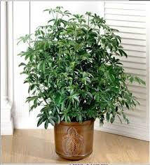 Maybe you would like to learn more about one of these? Chameleon Safe Plants For Sale