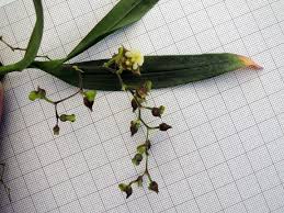 Image result for Polystachya greatrexii