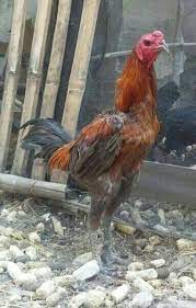 Biasanya mangkuk ini bisa ditemukan di beberapa penjual makanan seperti pedagang. Jual Anakan Ayam Pama Ninja Bl Ori Trah Pacek Import Di Lapak Erni Fara Bukalapak