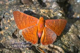 Metalmark Butterflies Riodinidae Peru Avec Images Papillon